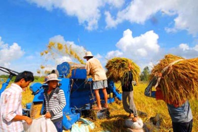 'Sản xuất gạo chỉ nên thừa 20% để phòng bất trắc' 